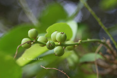 Croton roxburghii